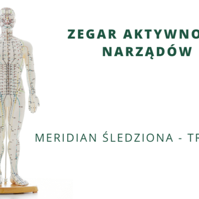 Zegar Aktywności Narządów – meridian śledziona – trzustka